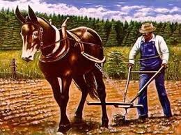 40 Acres & a Mule