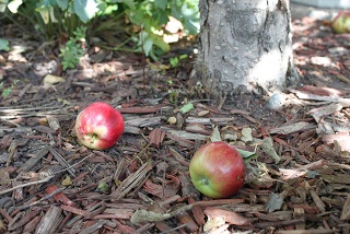 Apple. Falling. Tree.