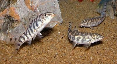 Bottom Feeders