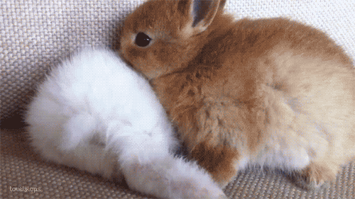 Curious Bunny