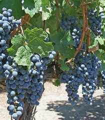 Grapes