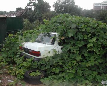 Kudzu Car