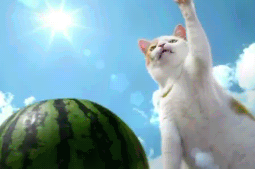 Meow SLICE