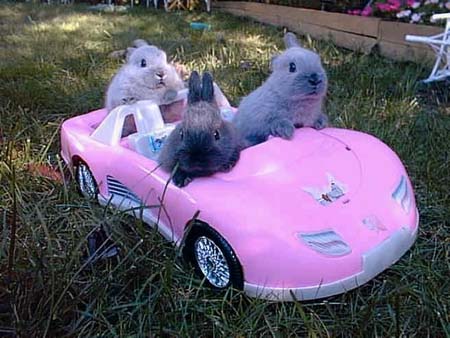 Pink Car Bunnies Metaphor