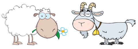 Sheep and Goat