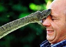 Snake Biting Your Face