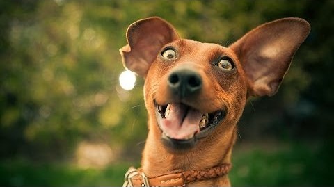 Dog Raises