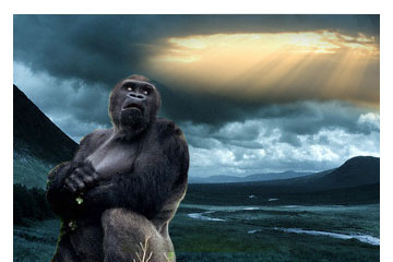 Spiritual Gorilla