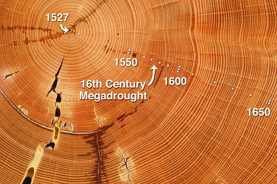 Tree Rings