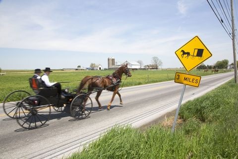 Amish Horse & Buggy